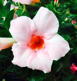 Close-up of pink flower