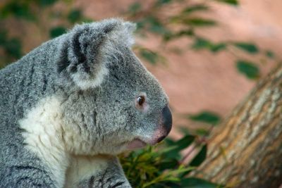 Side view of koala outdoors