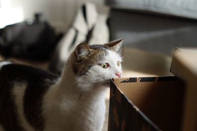 Close-up of cat looking into box