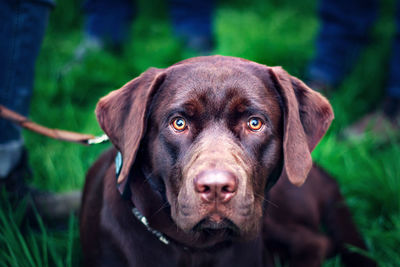 Close-up portrait of dog