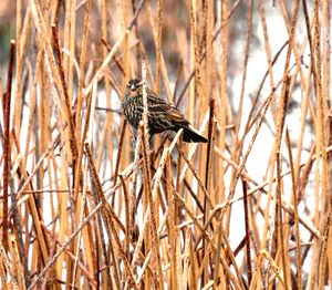 Bird perching on a branch