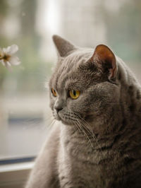 Close-up of a cat looking away