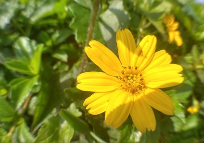 Close-up of yellow flower blooming outdoors