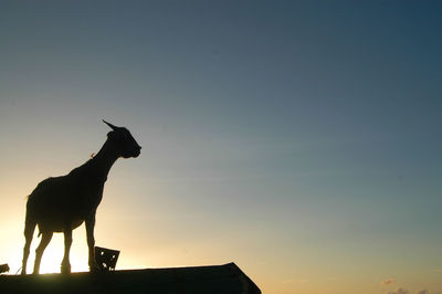 Low angle view of silhouette horse standing against sky during sunset