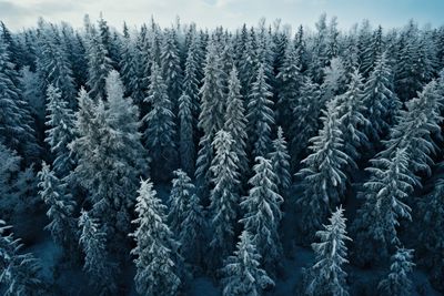 Pine trees in forest