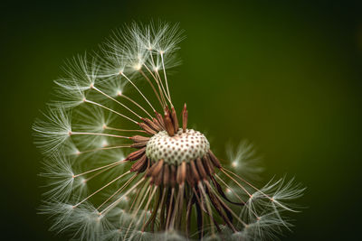 Close-up of dandelion against black background