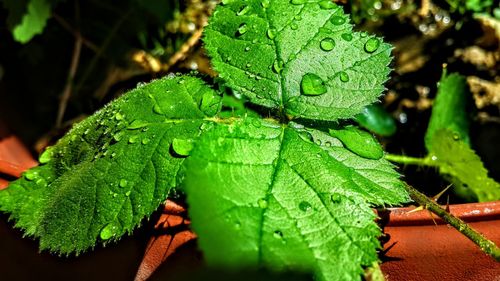 Close-up of wet plant leaves