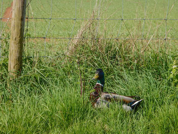 Bird on field