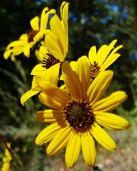 Close-up of yellow flowers blooming in garden