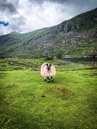 Irish sheep