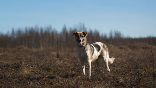 Dog standing in a field