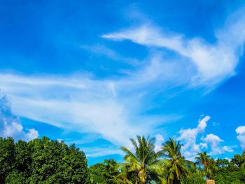 Low angle view of trees against blue sky