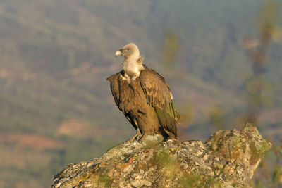 Bird perching on rock