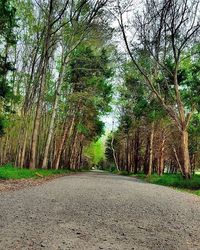 Empty road in forest