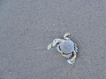 High angle view of stuffed toy on sand