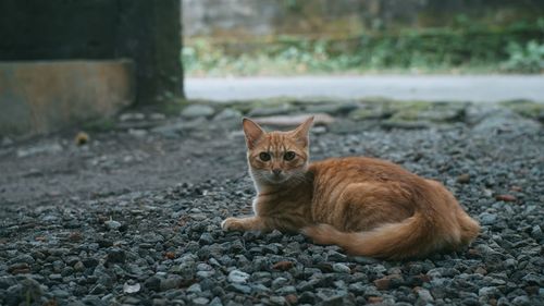 Portrait of cat relaxing on field