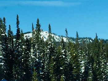 Pine trees in forest against blue sky