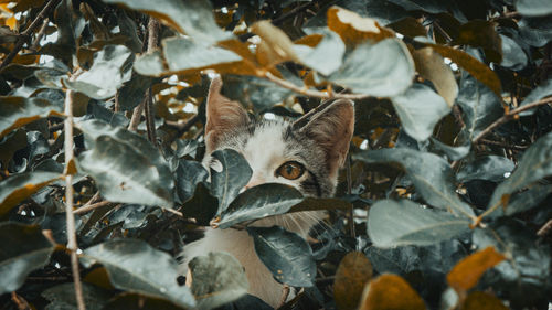 Close-up portrait of a cat