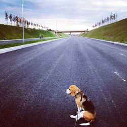 Dog on road against sky