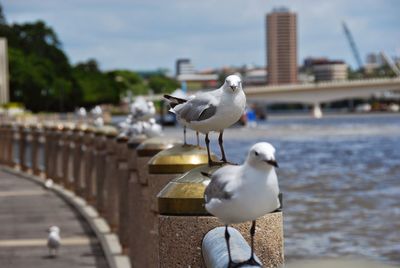 Seagull perching on water