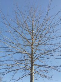 Low angle view of bare tree against clear blue sky