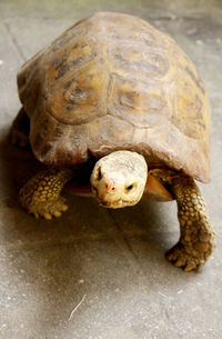 Close-up of tortoise on wood