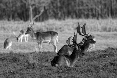 Deer in a field