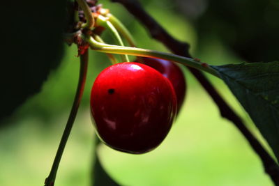 Close-up of red berries