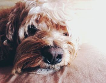 Close-up portrait of dog