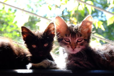 Close-up of cat