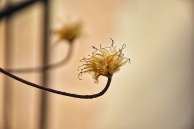 Close-up of flower