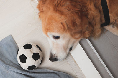 Close-up of a dog