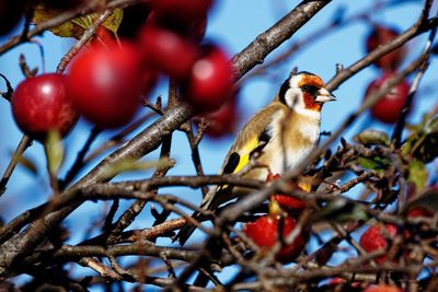Low angle view of bird perching on branch