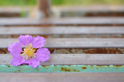 Close-up of pink flowering plant