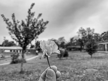 Close-up of hand holding flower against blurred background