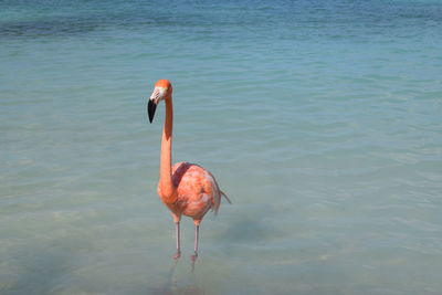 Bird flying over sea