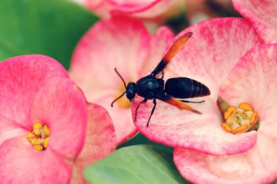 Close-up of insect on pink flower