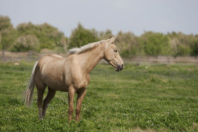 Horse standing in a field