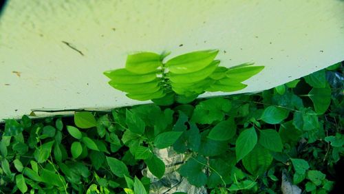 Plant growing on wall