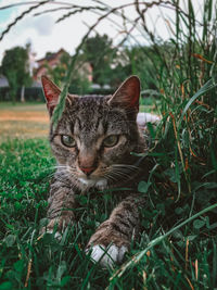 Portrait of a cat on field