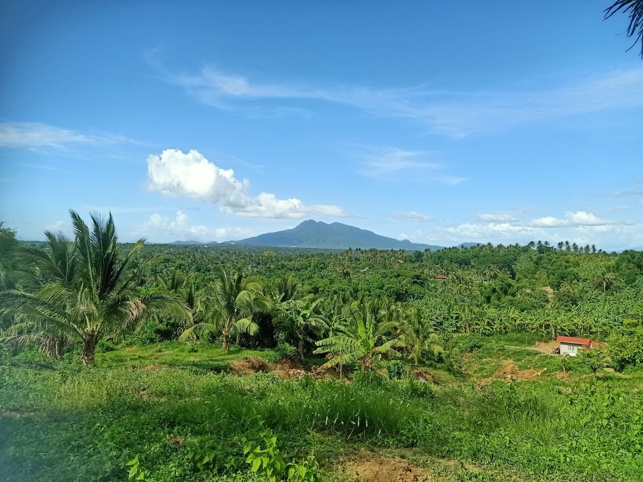 plant, sky, landscape, environment, nature, land, scenics - nature, tree, natural environment, mountain, cloud, beauty in nature, grass, field, green, growth, no people, rural area, tranquility, tropical climate, agriculture, day, blue, tranquil scene, outdoors, meadow, vegetation, forest, rural scene, palm tree, food and drink, crop, plantation, non-urban scene, horizon, food, flower, grassland, mountain range, travel destinations