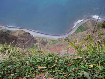 High angle view of plants on beach