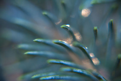 Extreme close-up of pine needles
