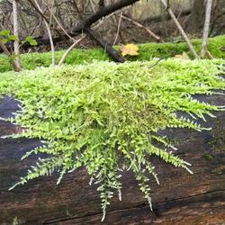 Close-up of fresh green plants