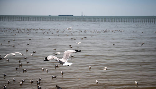 Seagulls flying in the sea