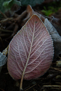 Close-up of dry leaf on land