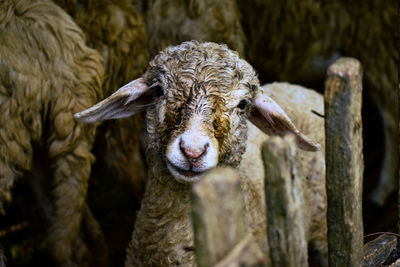 Close-up of goat