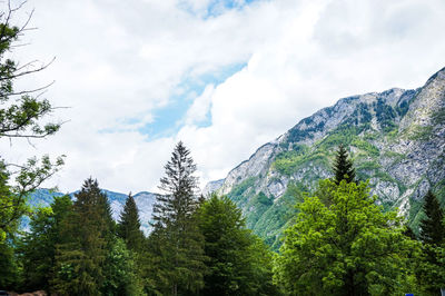 Low angle view of trees against sky