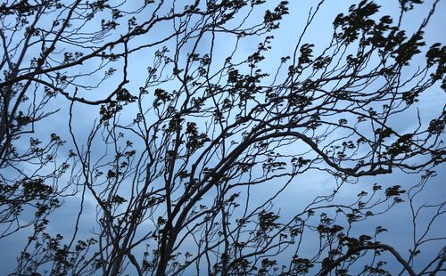 Low angle view of silhouette trees against clear sky