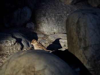 Close-up of cave